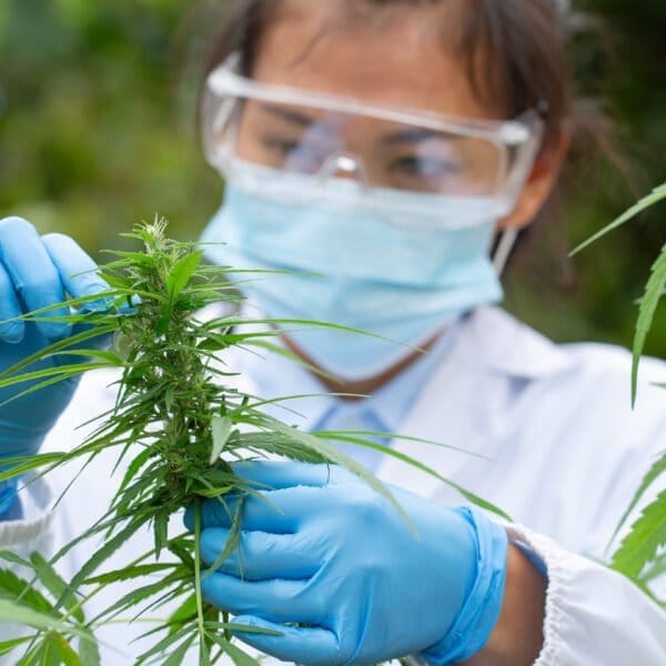 The Future of Medicinal Cannabis