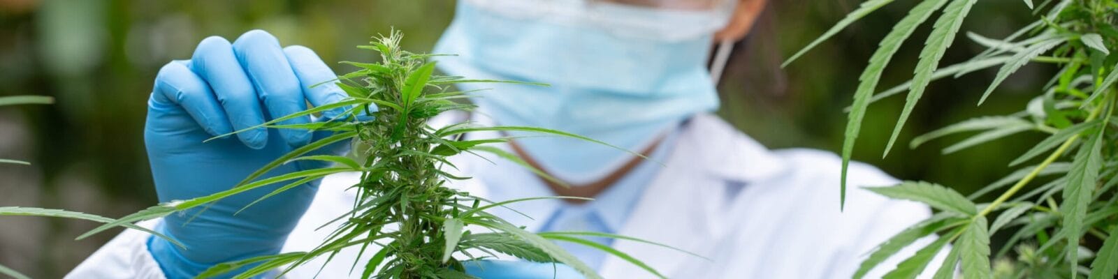 Scientist,Analyzing,And,Researching,Hemp,Oil,Extracts,,Concept,Of,Herbal