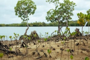 Origin's Sustainable Practices by working with Carma, a mangrove in Kenya photo